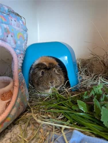 Hazel, female Abyssinian for adoption at Raystede Centre, Ringmer — photo 3 of 4
