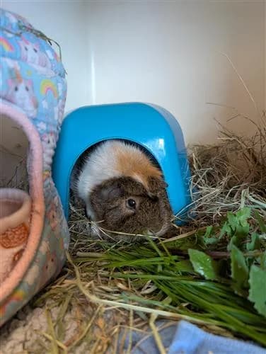 Hazel, female Abyssinian for adoption at Raystede Centre, Ringmer — photo 4 of 4