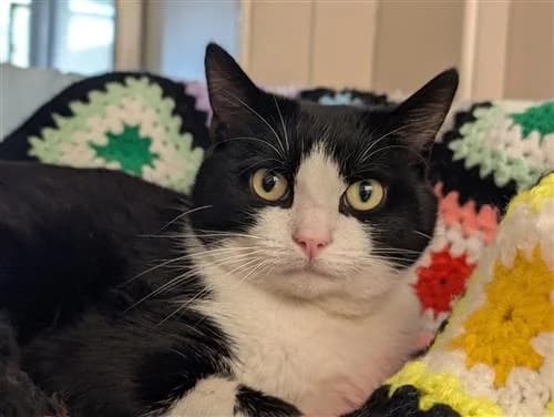 CJ, black and white male mixed breed for adoption at Raystede Centre, Ringmer — photo 2 of 3