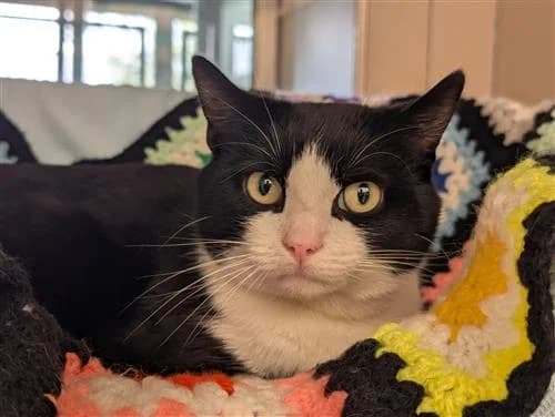 CJ, black and white male mixed breed for adoption at Raystede Centre, Ringmer — photo 3 of 3