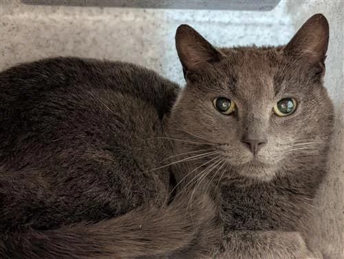 Wispa, female senior Mixed Breed Cat for adoption at Raystede Centre, Ringmer