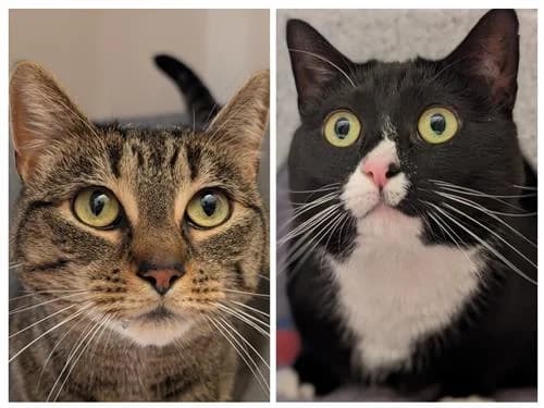Tigs & Sox, female Mixed Breed Cat for adoption at Raystede Centre, Ringmer