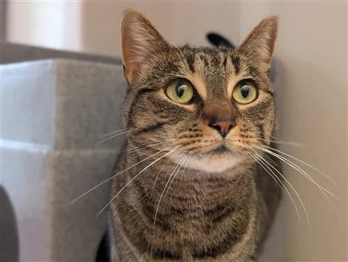 Tigs & Sox, female Mixed Breed Cat for adoption at Raystede Centre, Ringmer — photo 2 of 6