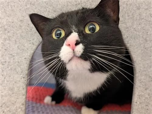 Tigs & Sox, female Mixed Breed Cat for adoption at Raystede Centre, Ringmer — photo 3 of 6