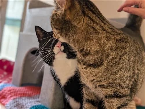 Tigs & Sox, female Mixed Breed Cat for adoption at Raystede Centre, Ringmer — photo 4 of 6