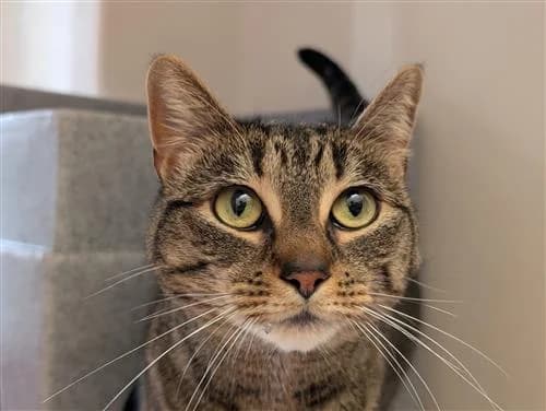 Tigs & Sox, female Mixed Breed Cat for adoption at Raystede Centre, Ringmer — photo 5 of 6