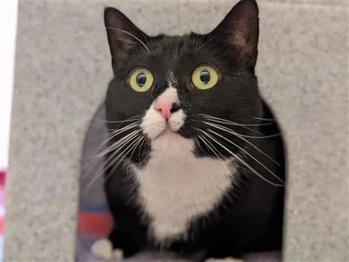 Tigs & Sox, female Mixed Breed Cat for adoption at Raystede Centre, Ringmer — photo 6 of 6