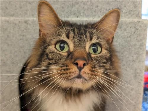 Chewbacca, male mixed breed for adoption at Raystede Centre, Ringmer