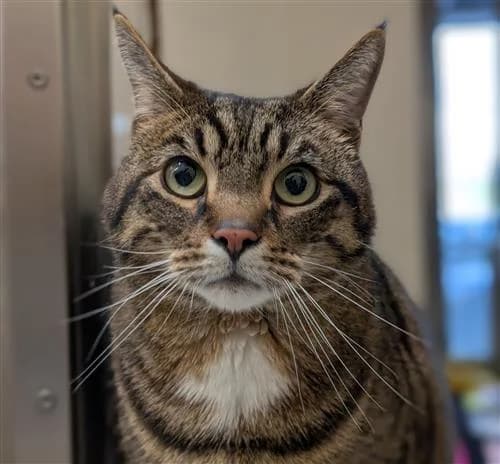 Wispa, female senior Mixed Breed Cat for adoption at Raystede Centre, Ringmer