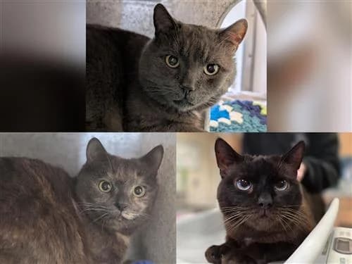 Mr Blue, Dottie & Cat Boy Slim, male Russian Blue for adoption at Raystede Centre, Ringmer
