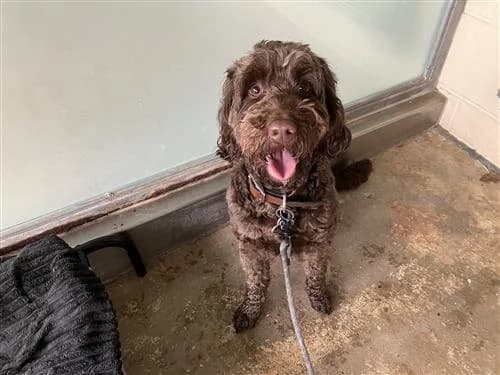 Maddison, female Cockapoo for adoption at Raystede Centre, Ringmer