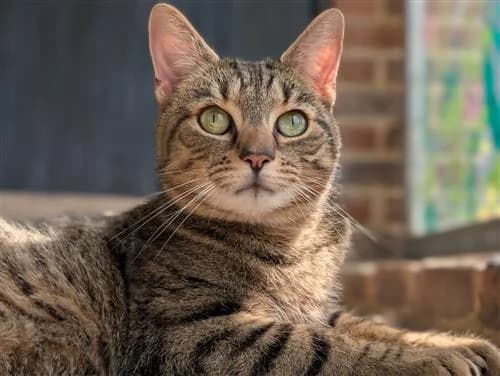 Wispa, female senior Mixed Breed Cat for adoption at Raystede Centre, Ringmer
