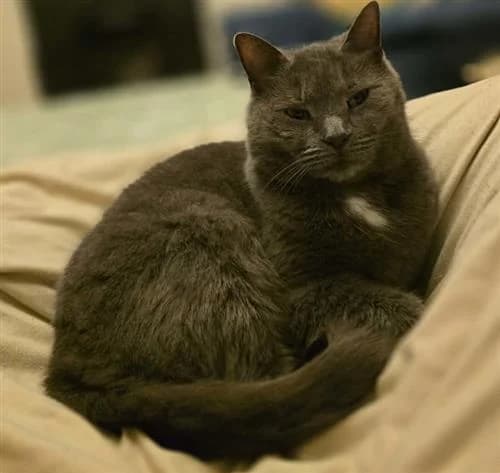 Wispa, female senior Mixed Breed Cat for adoption at Raystede Centre, Ringmer