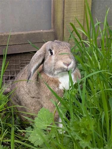 Winston And Ivy, 6yo mixed breed for adoption at Raystede Centre, Ringmer