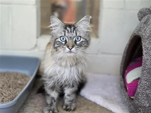 Wispa, female senior Mixed Breed Cat for adoption at Raystede Centre, Ringmer