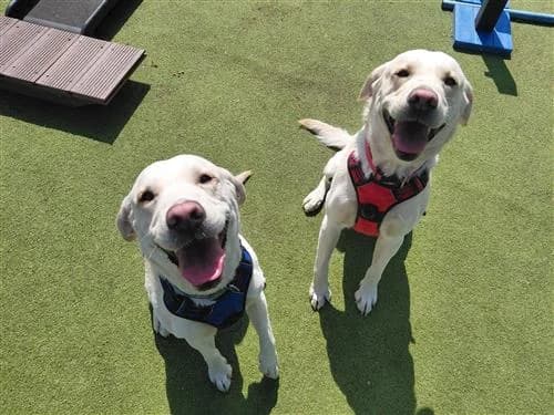 Wilson, male 5yo English Bulldog for adoption at Raystede Centre, Ringmer