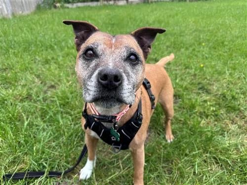 Stanley, male 7yo English Bulldog for adoption at Raystede Centre, Ringmer
