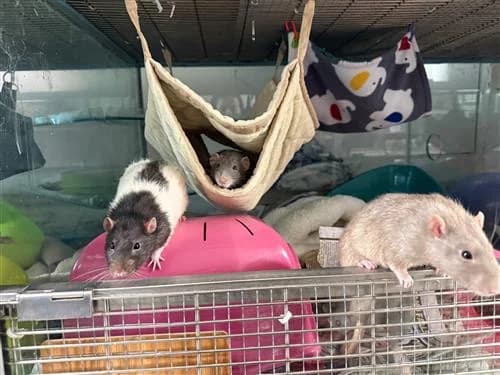 The Fruit Boys, male young mixed breed for adoption at Raystede Centre, Ringmer