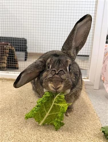 Winnie,  (Raystede Centre)