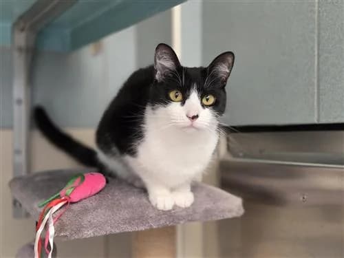 Winnie, Mixed Breed Cat (Raystede Centre)