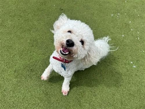 Zeus, male young English Bulldog for adoption at Raystede Centre, Ringmer
