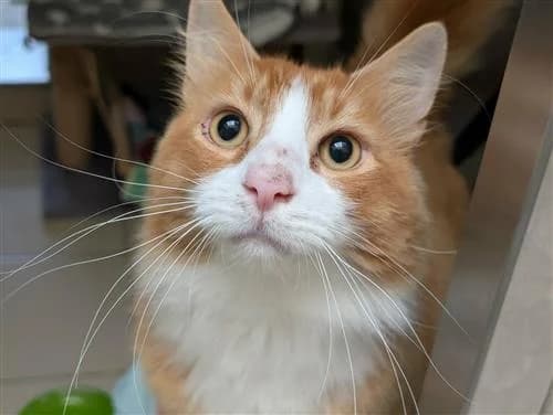 Tigger, male 4yo Mixed Breed Cat for adoption at Raystede Centre, Ringmer