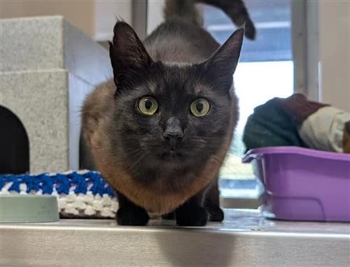 Stormi, female 6yo Mixed Breed Cat for adoption at Raystede Centre, Ringmer