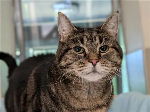 Tiggy, female senior Mixed Breed Cat for adoption at Raystede Centre, Ringmer