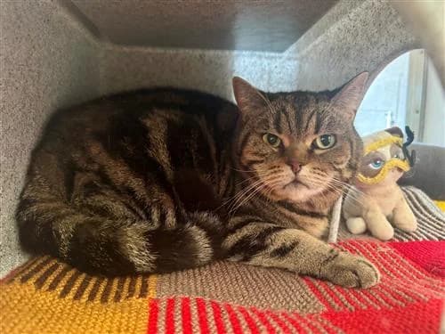 Rosie, female senior Mixed Breed Cat for adoption at Raystede Centre, Ringmer