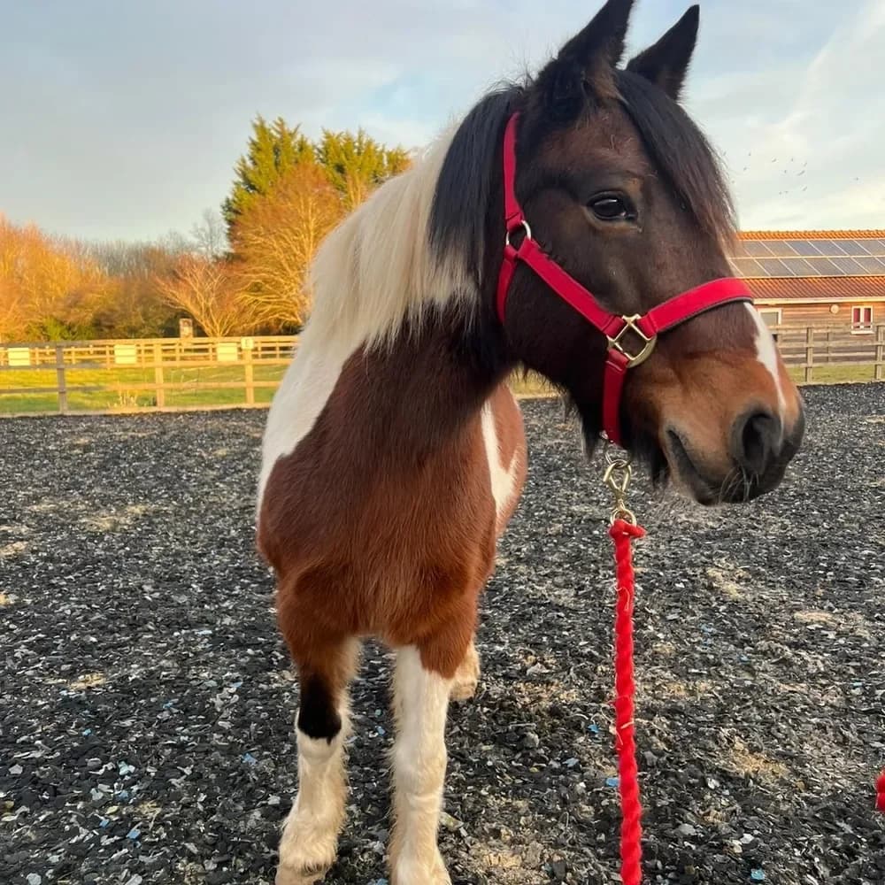 Carleen, female senior mixed breed for adoption at Redwings Horse Sanctuary, Hapton