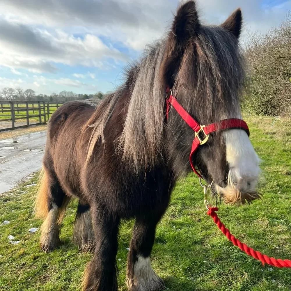 Carmella, female senior mixed breed for adoption at Redwings Horse Sanctuary, Hapton