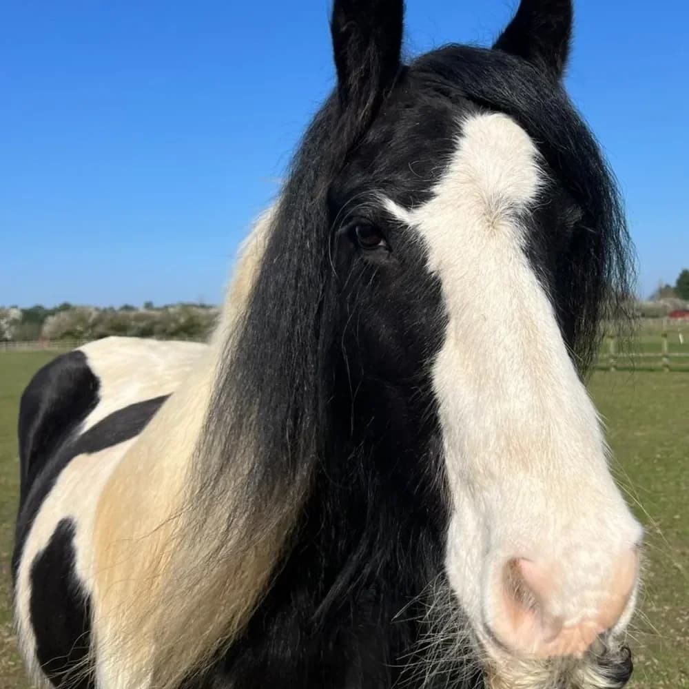 Cynthia, female senior mixed breed for adoption at Redwings Horse Sanctuary, Hapton