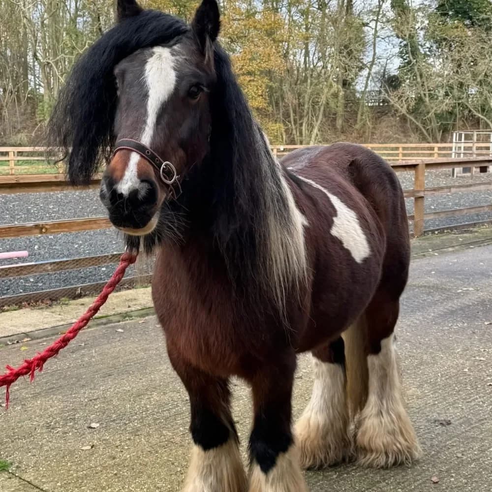 Jersey, female senior mixed breed for adoption at Redwings Horse Sanctuary, Hapton