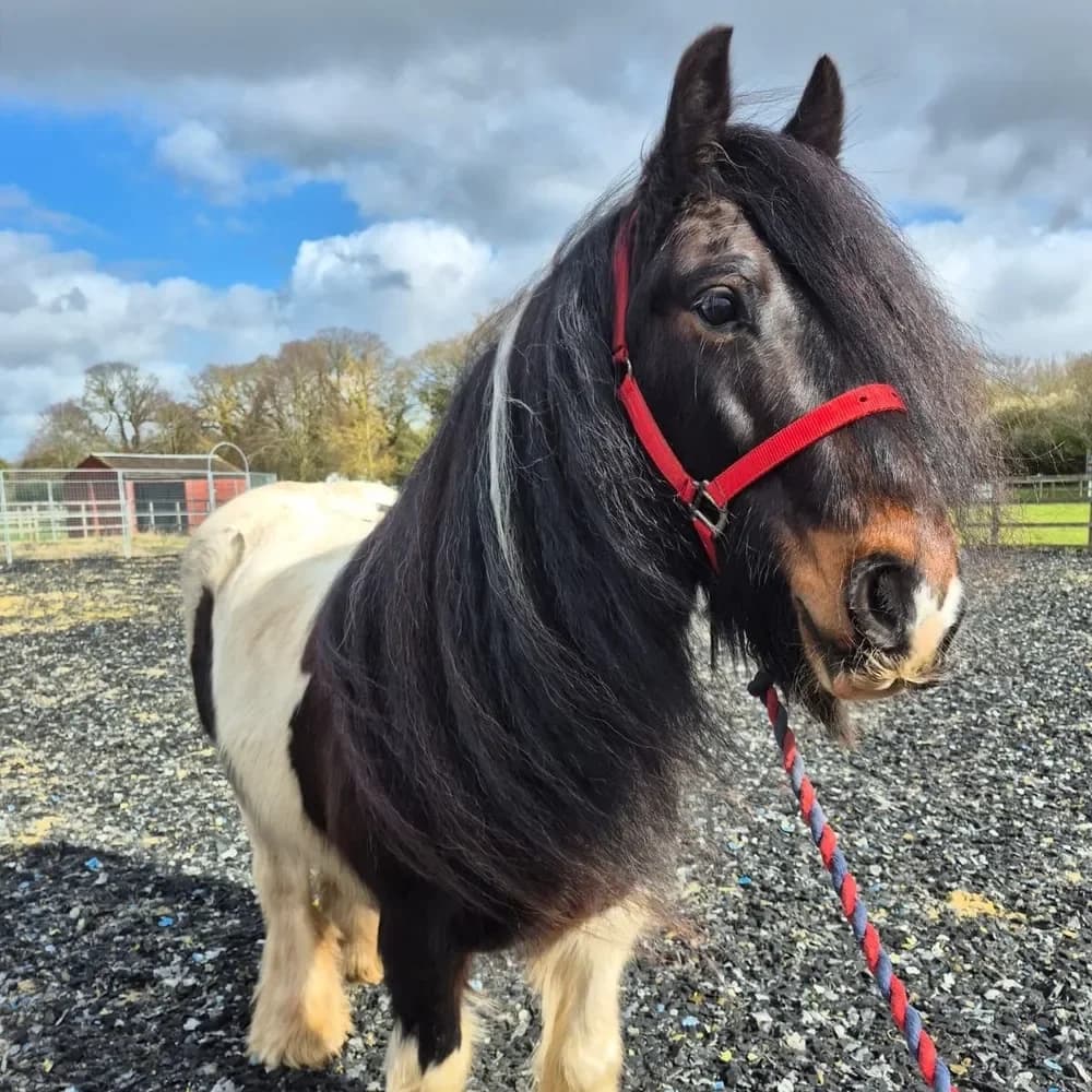 Kellogg, male senior mixed breed for adoption at Redwings Horse Sanctuary, Hapton