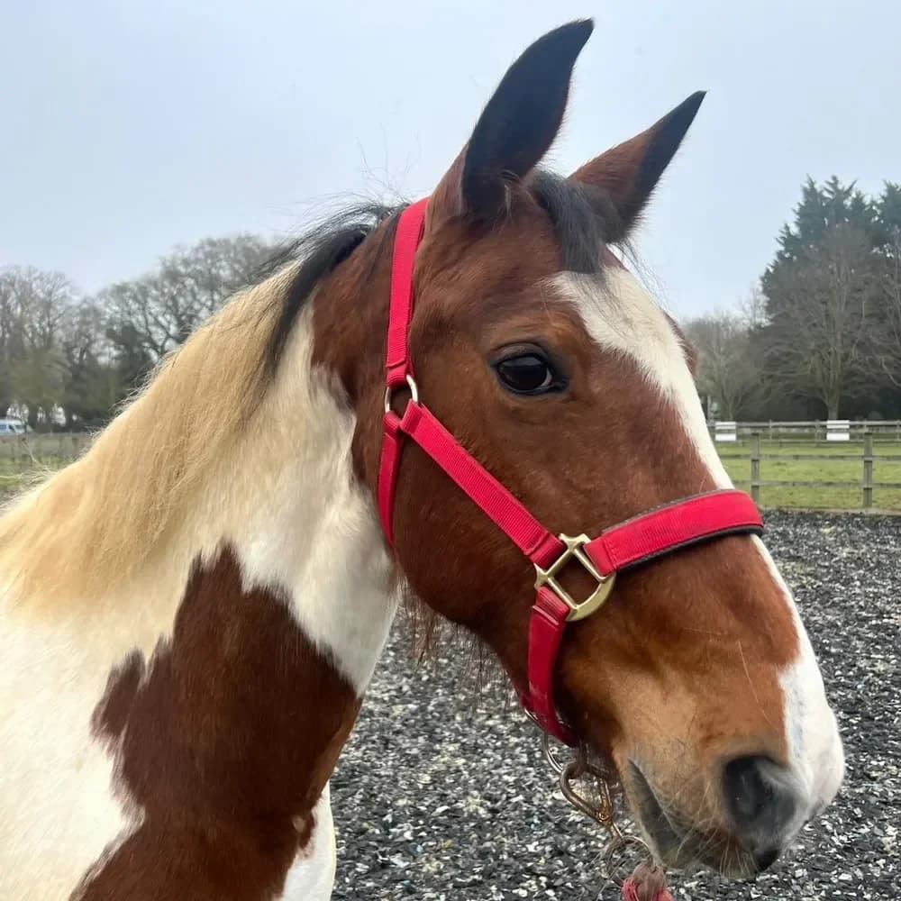 Lara, female senior mixed breed for adoption at Redwings Horse Sanctuary, Hapton