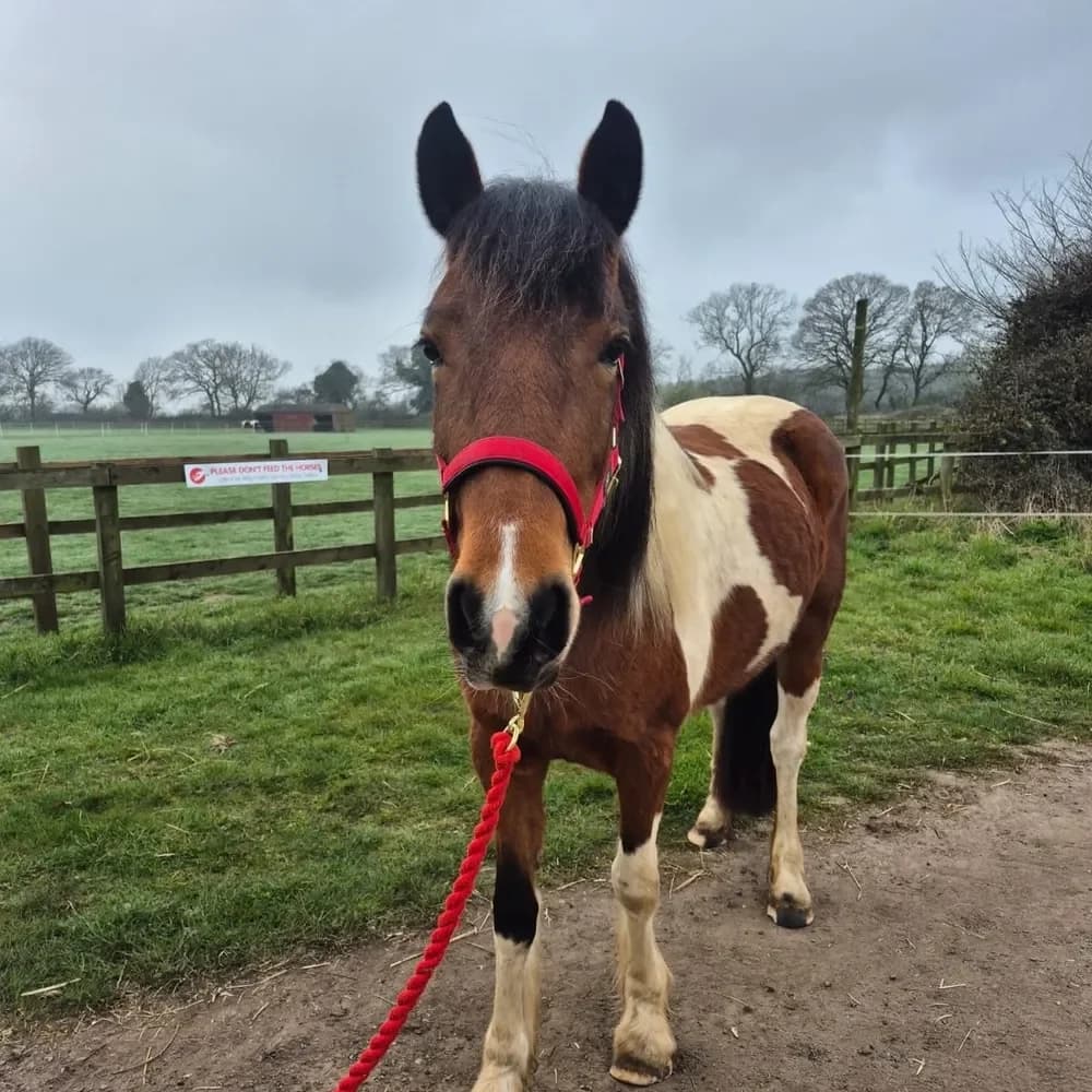Maddison, female 5yo mixed breed for adoption at Redwings Horse Sanctuary, Hapton