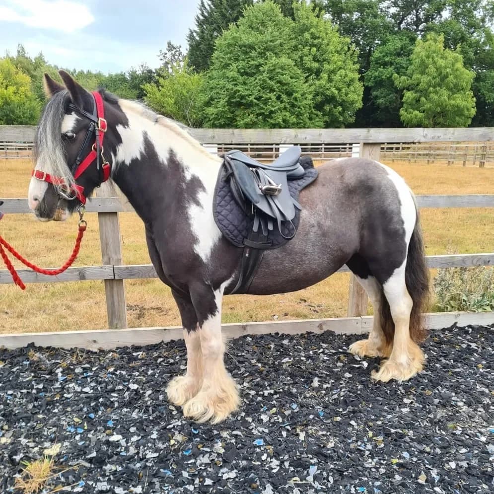 Maui, female senior mixed breed for adoption at Redwings Horse Sanctuary, Hapton