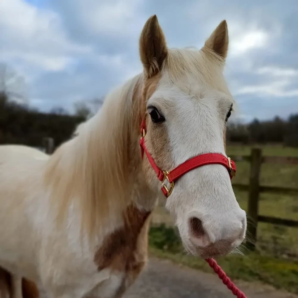 Max, male senior mixed breed for adoption at Redwings Horse Sanctuary, Hapton