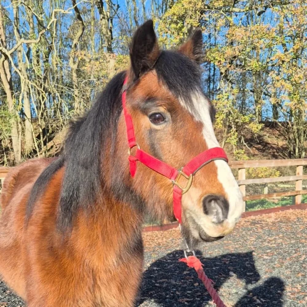 Mini, female senior mixed breed for adoption at Redwings Horse Sanctuary, Hapton