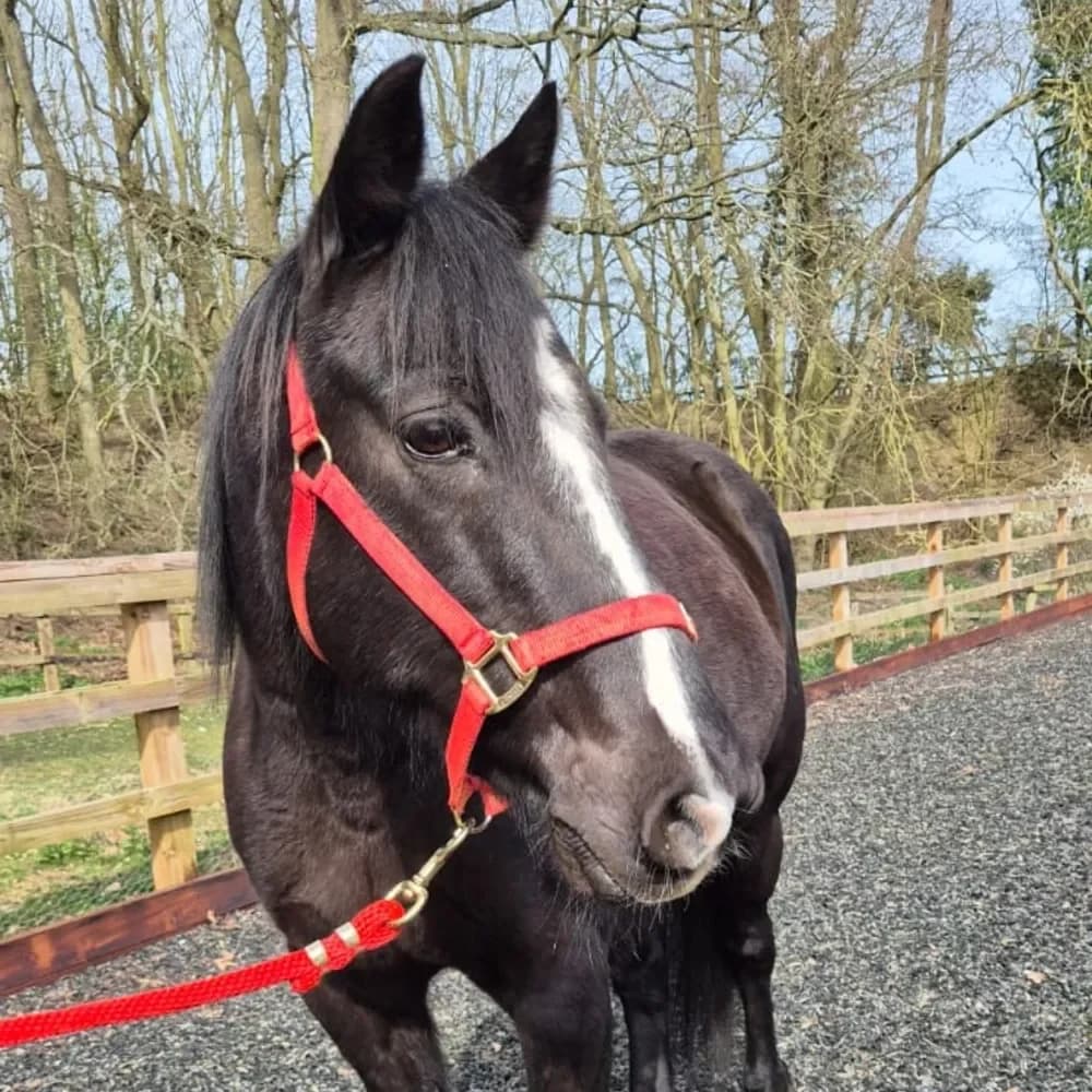Quince, male senior mixed breed for adoption at Redwings Horse Sanctuary, Hapton