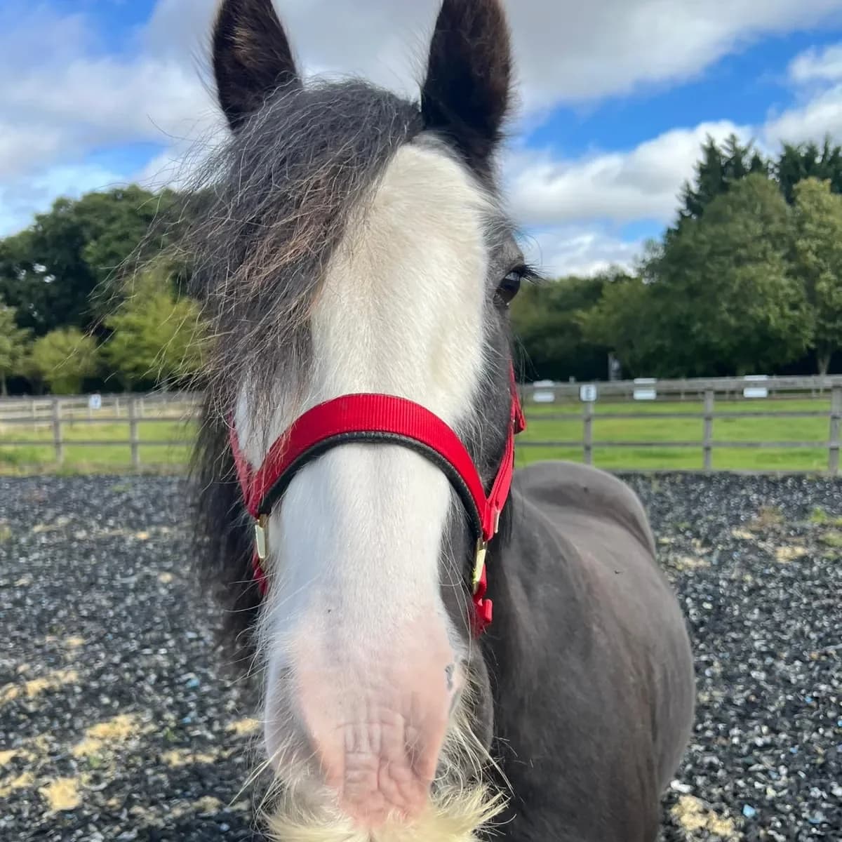 Shalamar,  (Redwings Horse Sanctuary)