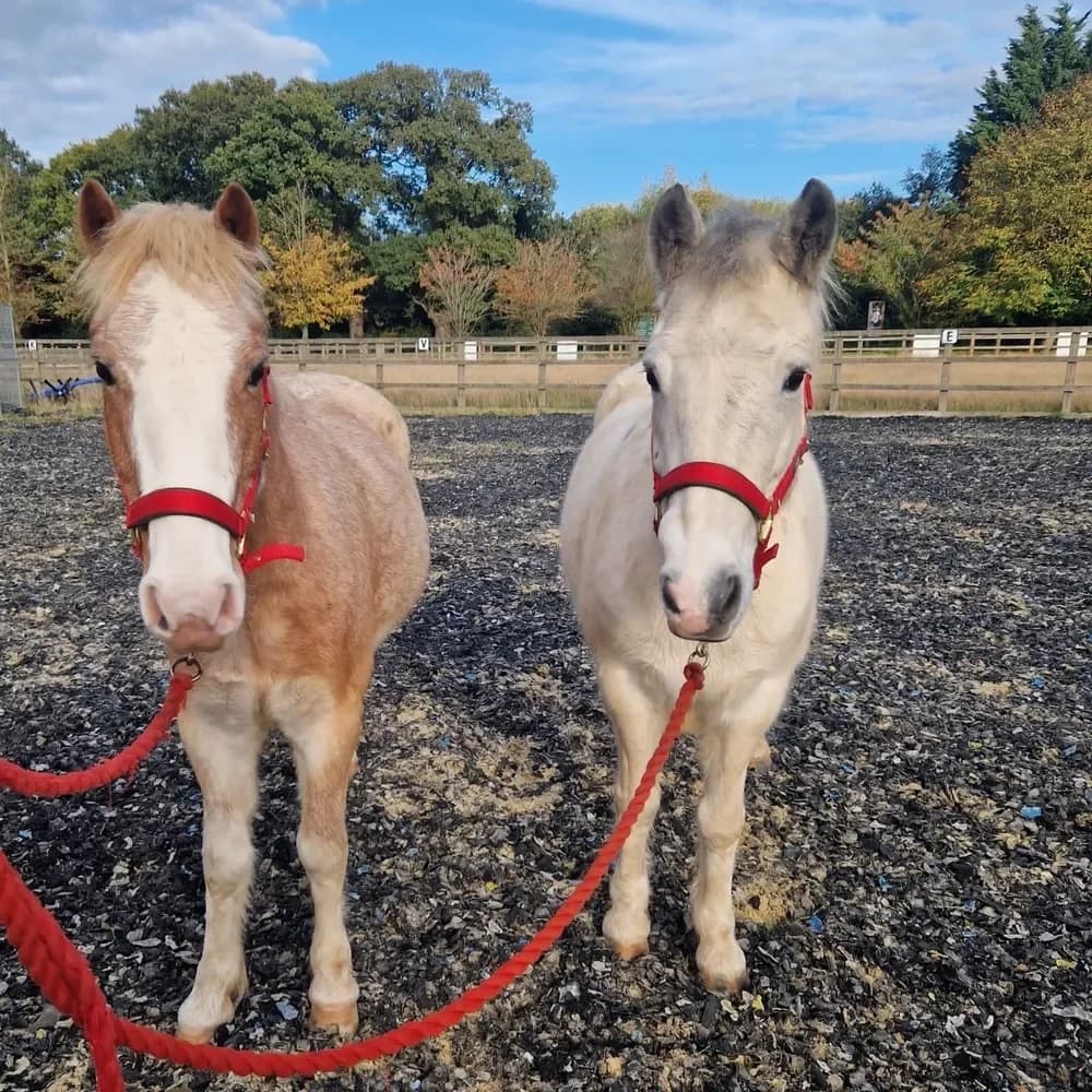 Sophie and Dewi, female senior mixed breed for adoption at Redwings Horse Sanctuary, Hapton