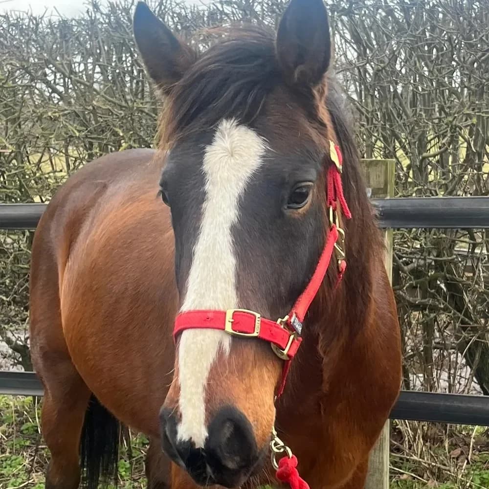 Spirit, male 7yo mixed breed for adoption at Redwings Horse Sanctuary, Hapton