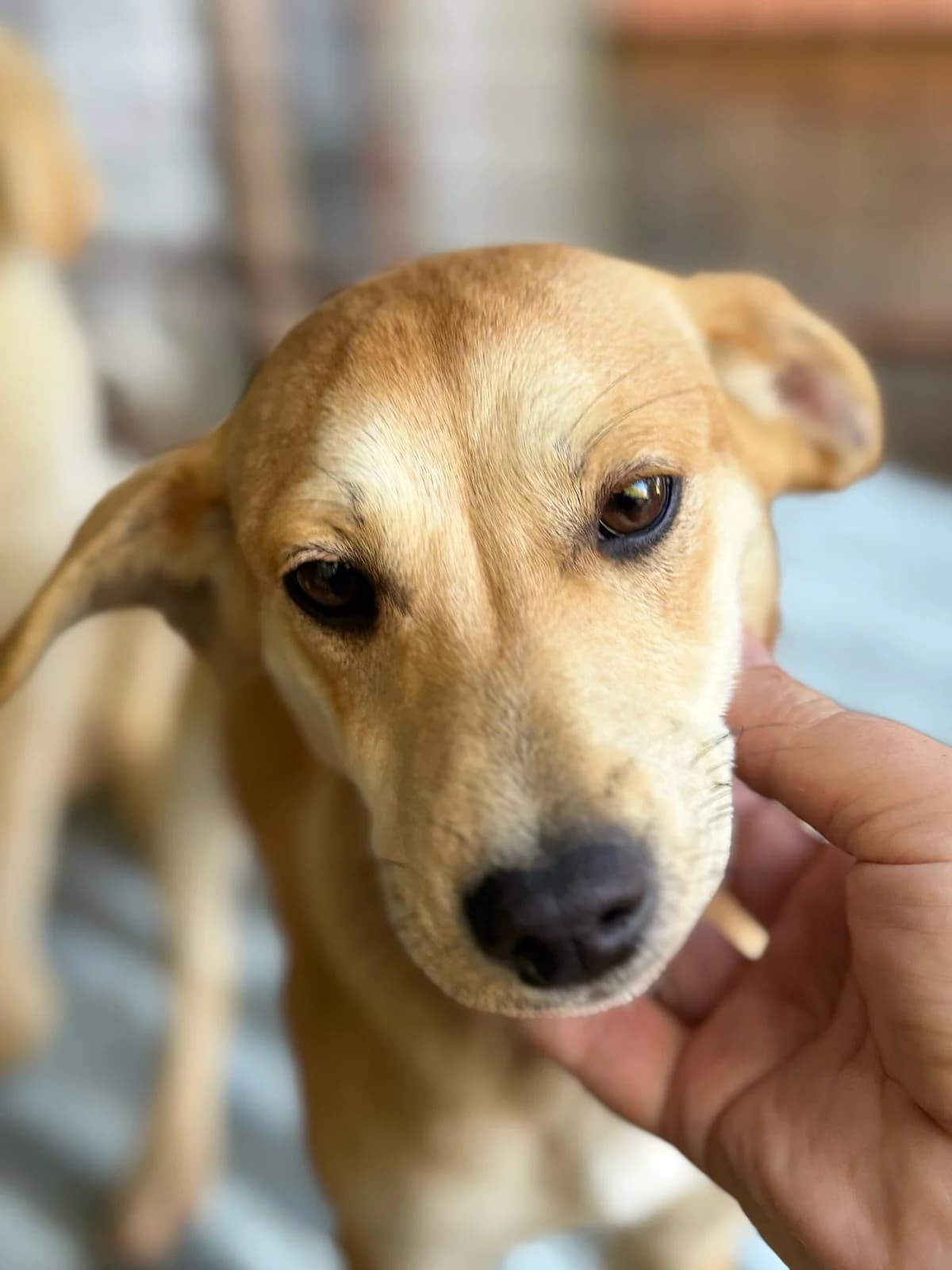 Sweet Pea, female 5yo Mixed Breed for adoption at Rescue Me Dogs