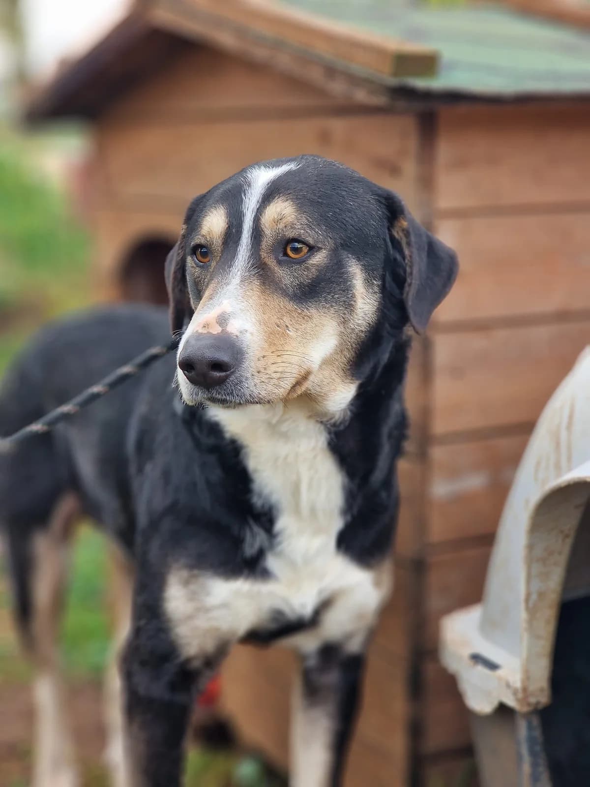 Bailey, male young Mixed Breed for adoption at Rescue Me Dogs
