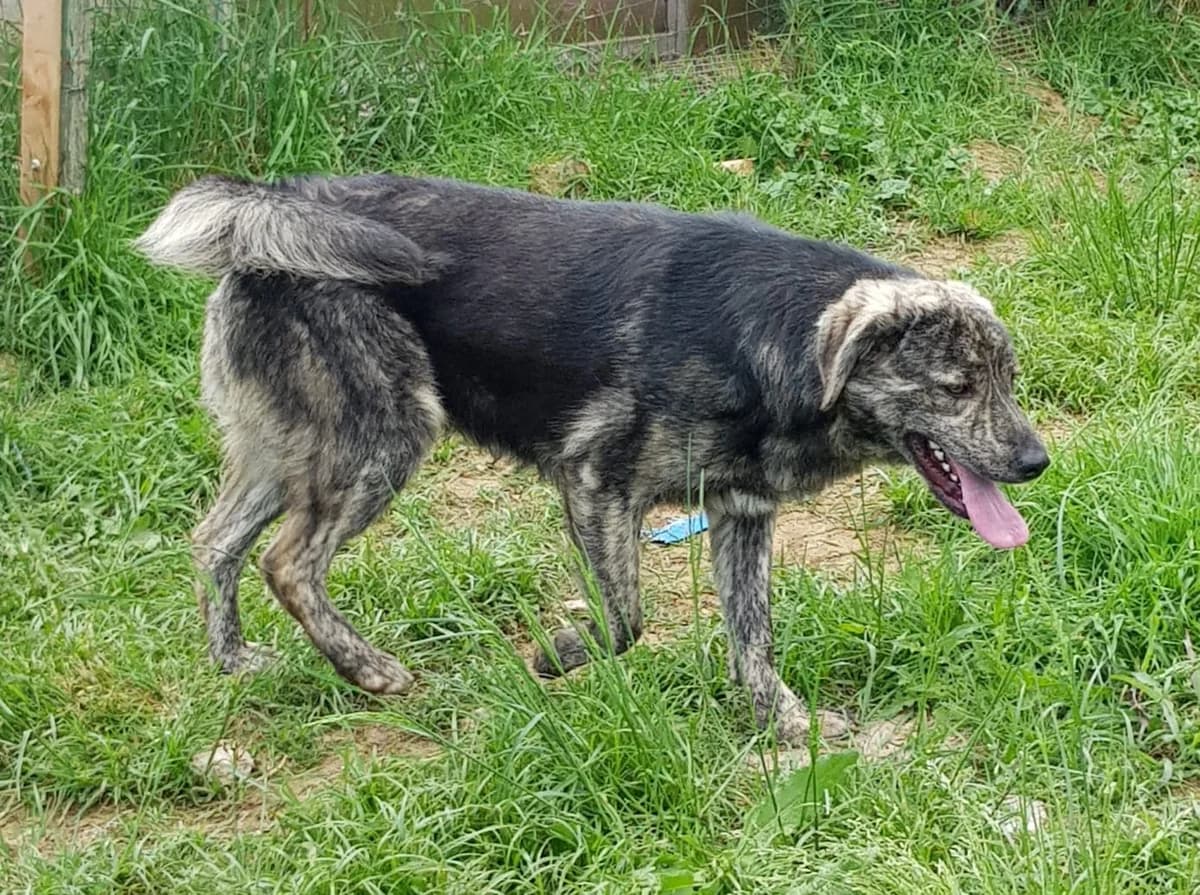 Rio, male puppy Mixed Breed for adoption at Rescue Me Dogs