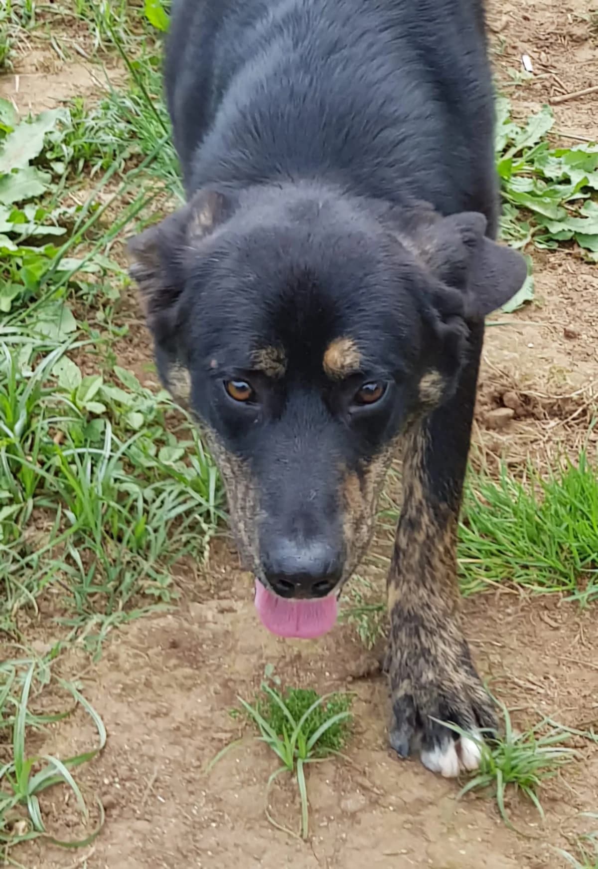 Jimmy, male puppy Mixed Breed for adoption at Rescue Me Dogs
