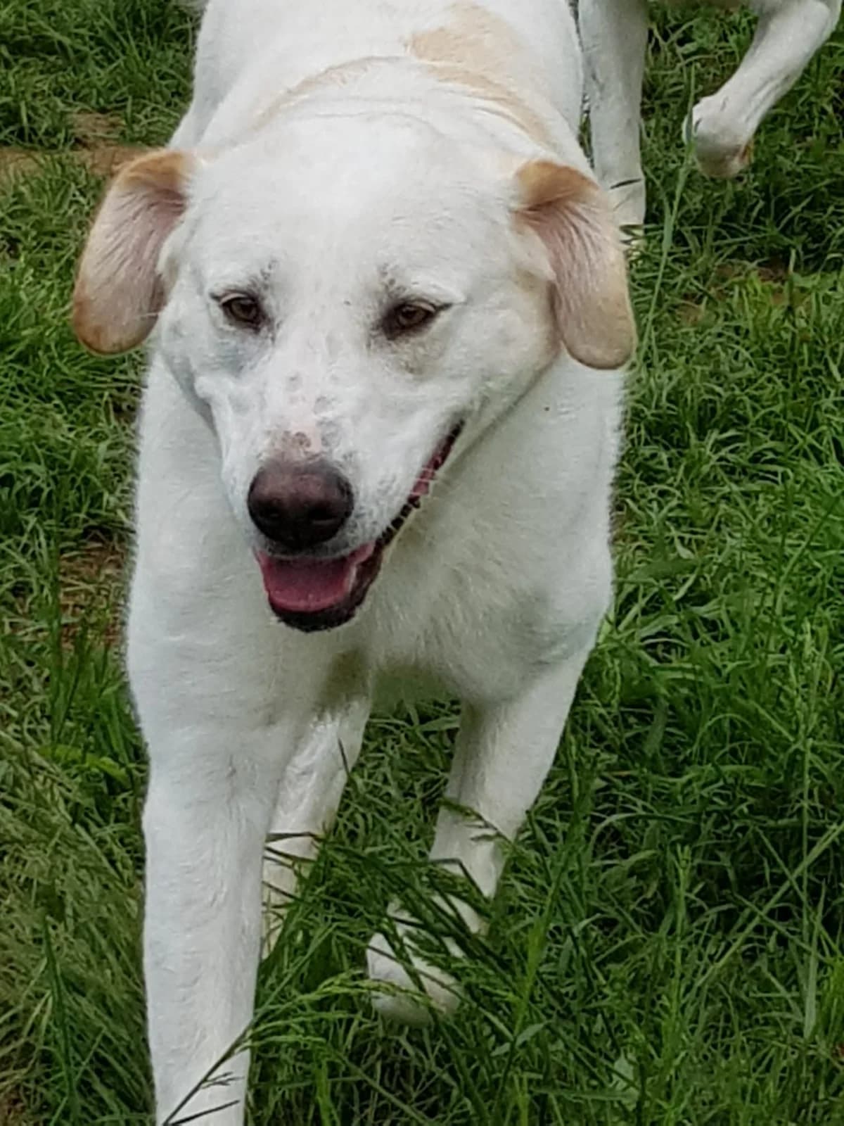Laura, female puppy Mixed Breed for adoption at Rescue Me Dogs