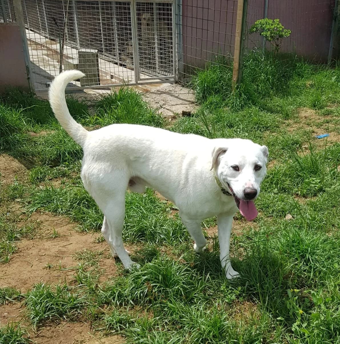 Winnie, female 3yo Mixed Breed for adoption at Rescue Me Dogs