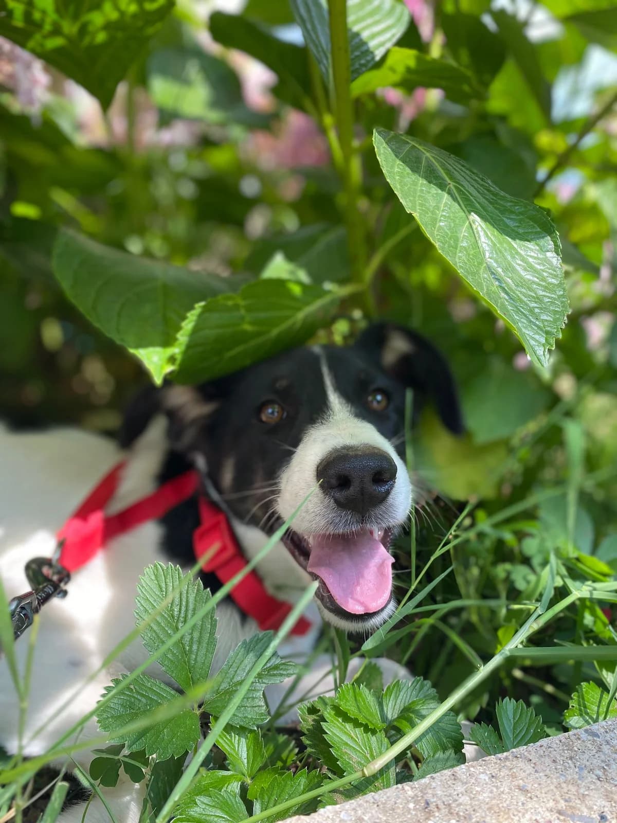 Ina, female puppy Mixed Breed for adoption at Rescue Me Dogs